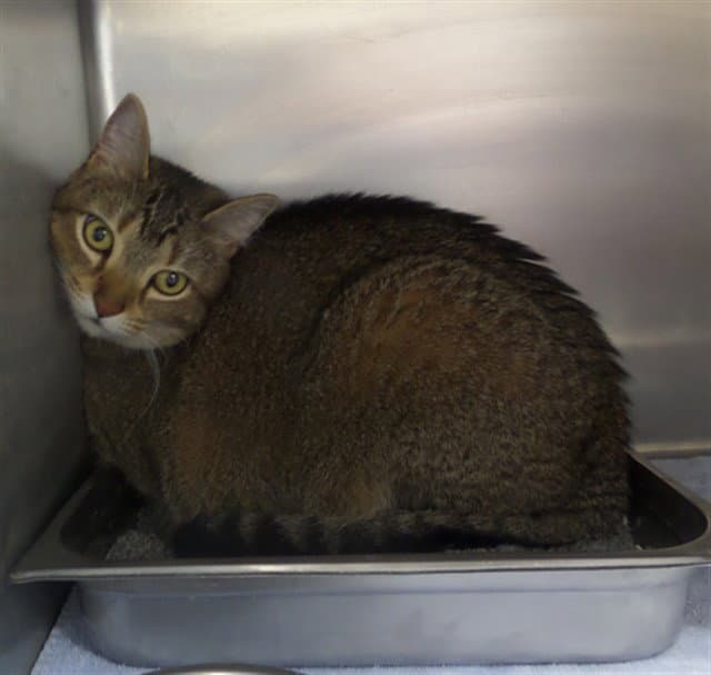 Phoenix - Domestic Short Hair