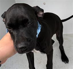 Bagheera image 1