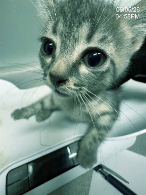 Citrine - Domestic Short Hair