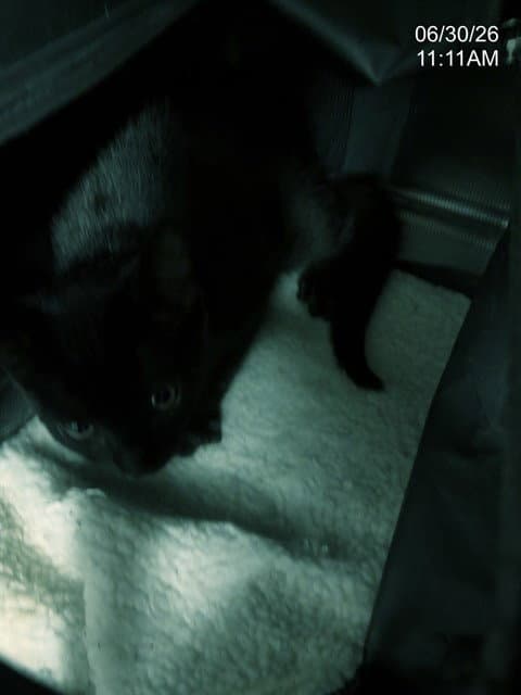 Soy Sauce - Domestic Short Hair