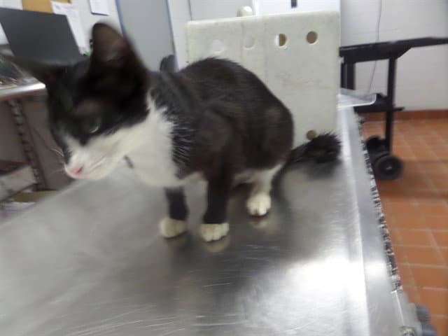 Opal - Domestic Short Hair