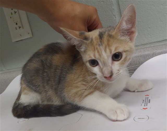 Diamond - Domestic Short Hair