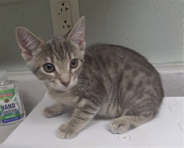 Aqua - Domestic Short Hair