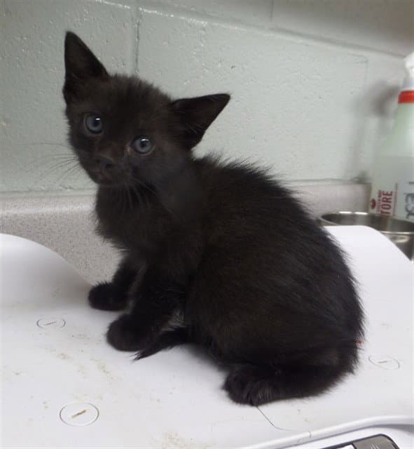 Peridot - Domestic Short Hair