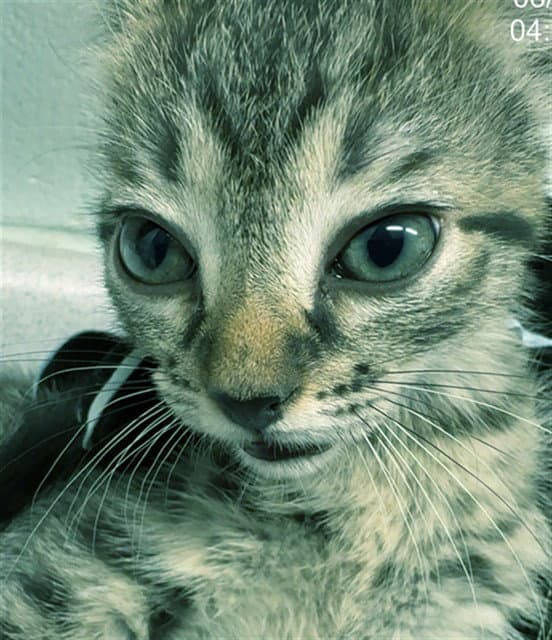Sapphire - Domestic Short Hair