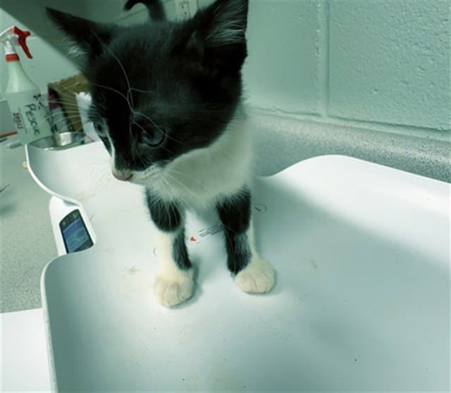 Garnet - Domestic Short Hair