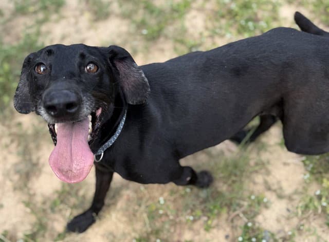 Ollie - Labrador Retriever