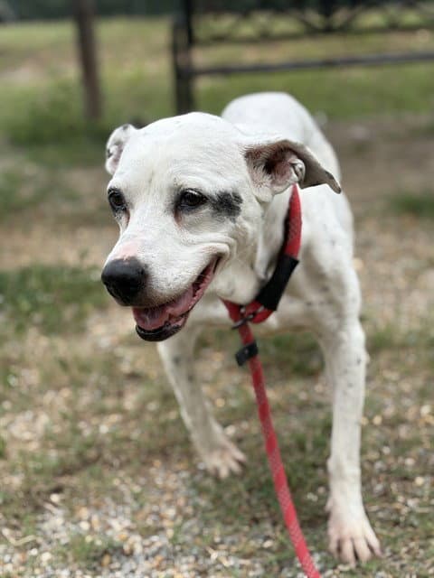 Hope - Pit Bull Terrier