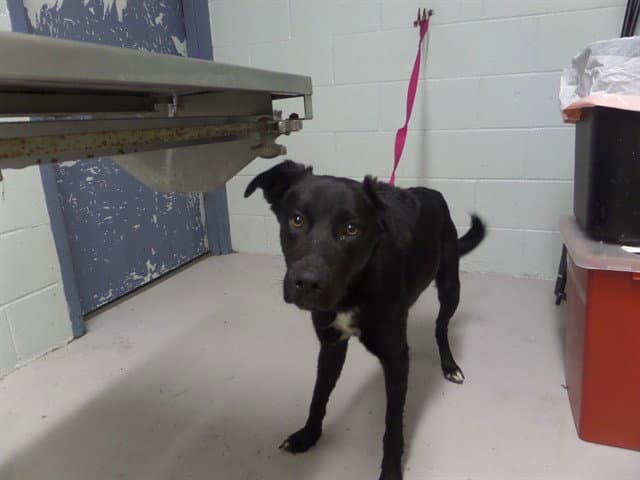 Tiptoe - Labrador Retriever