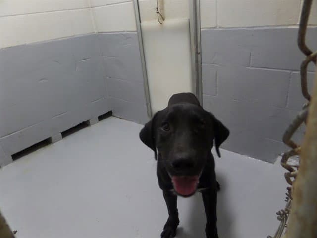 Venom - Labrador Retriever