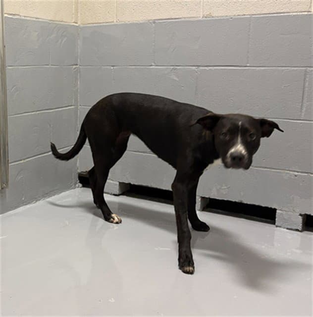 Destiny - Pit Bull Terrier