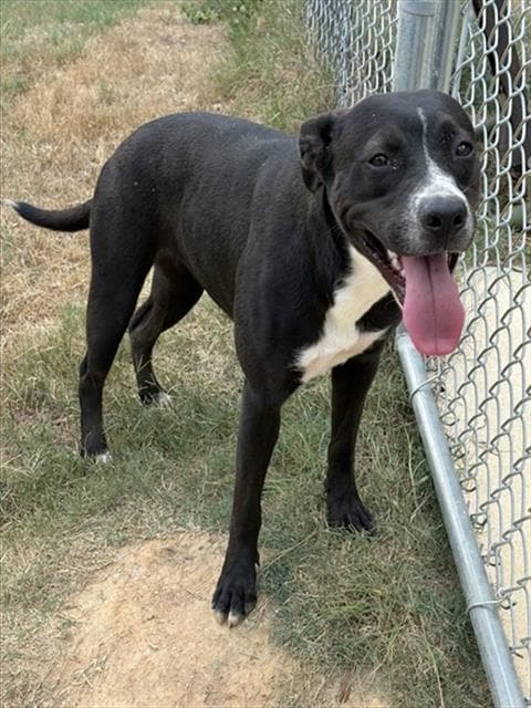 Destiny - Pit Bull Terrier