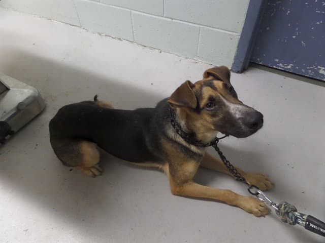 Stix - German Shepherd Dog