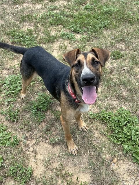 Stix - German Shepherd Dog