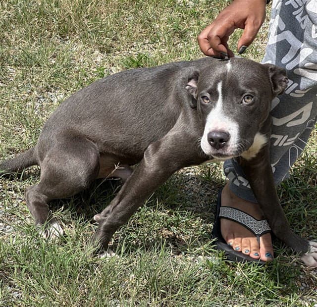 Xeno - Pit Bull Terrier