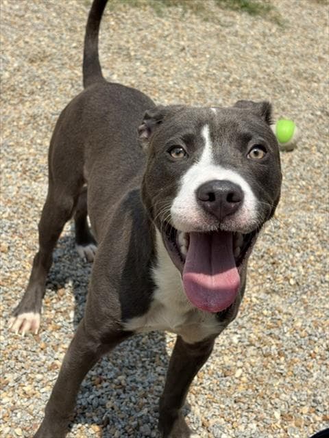Xeno - Pit Bull Terrier
