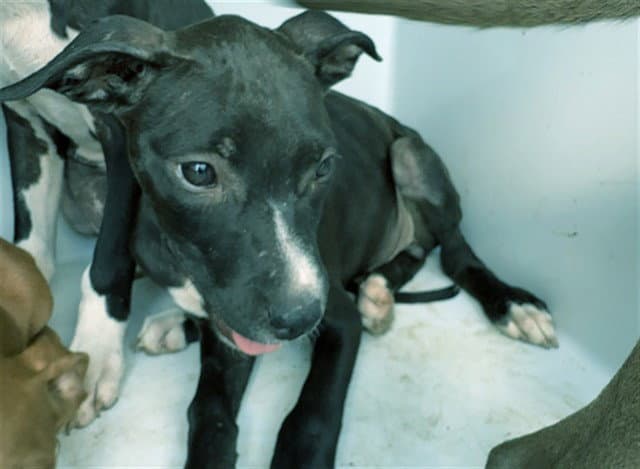 Howie - Pit Bull Terrier