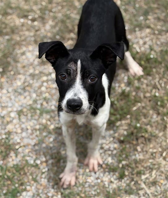 Sunshine - Pit Bull Terrier