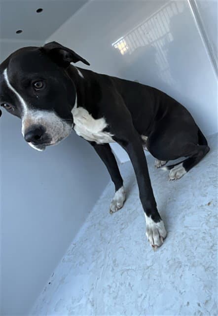 Sassy - Pit Bull Terrier