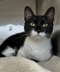 Chloe image 1