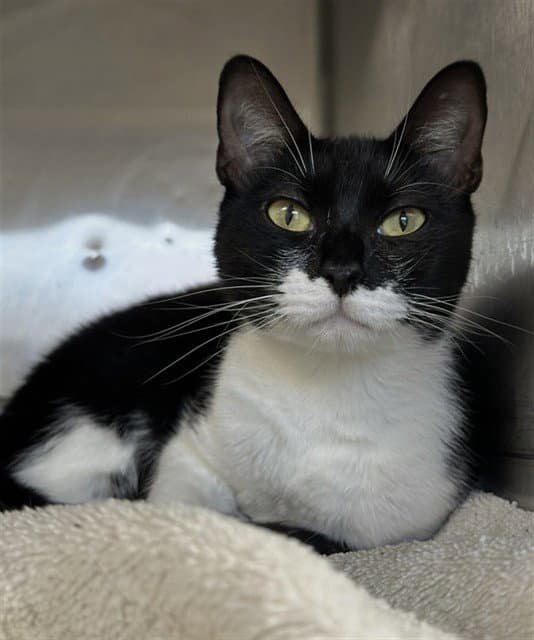 Chloe - Domestic Short Hair