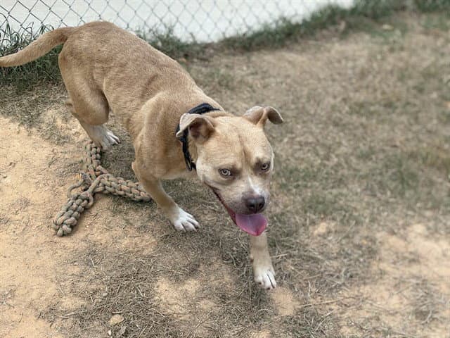 Bugsy - Pit Bull Terrier