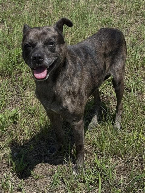 Murphy - Pit Bull Terrier