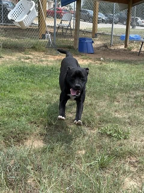 Umbra - Pit Bull Terrier