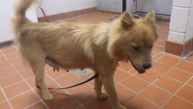 Dee Dee - Chow Chow