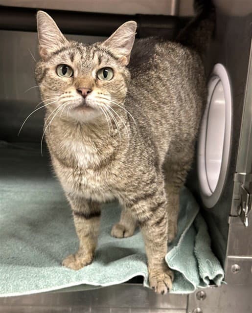 Millie - Domestic Short Hair