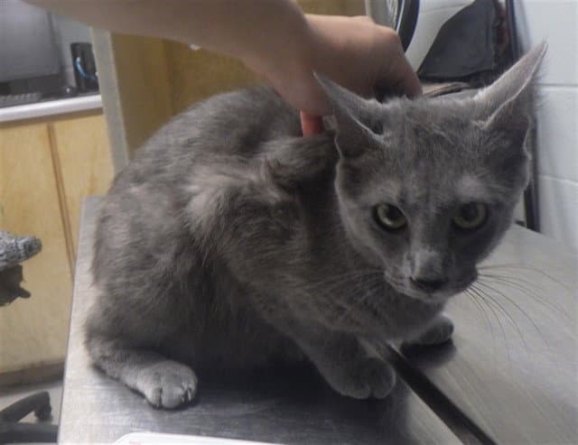 Wisteria - Domestic Short Hair