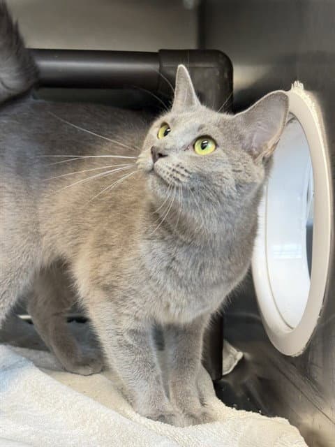 Wisteria - Domestic Short Hair