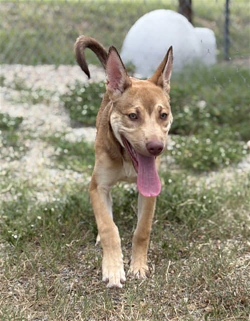 Audrina - German Shepherd Dog