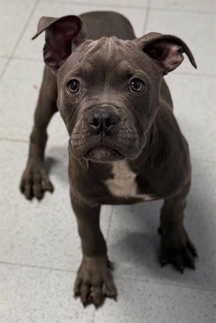 Homer - Pit Bull Terrier