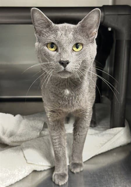 Cobblestone - Domestic Short Hair