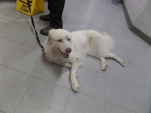 Melon - Great Pyrenees