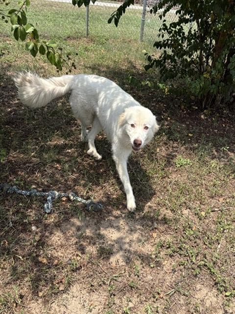 Melon - Great Pyrenees