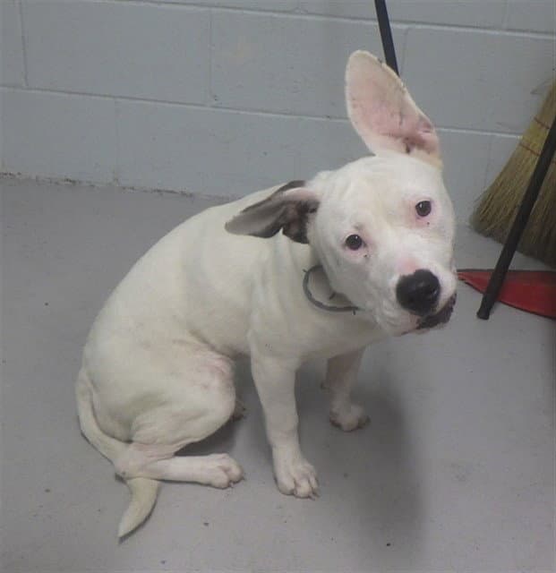 Kiki - Pit Bull Terrier