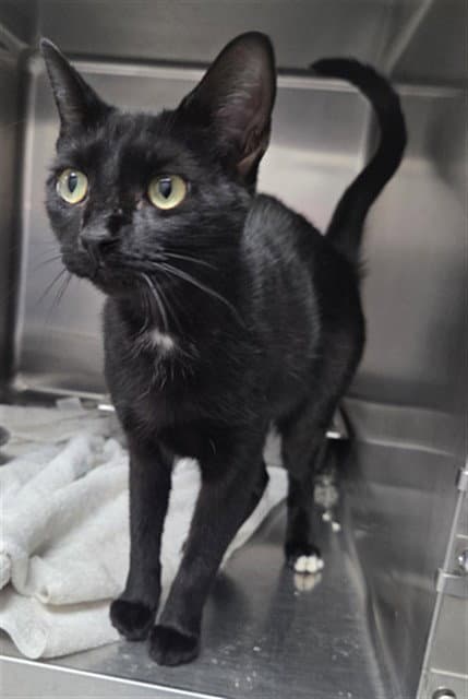 Blinx - Domestic Short Hair