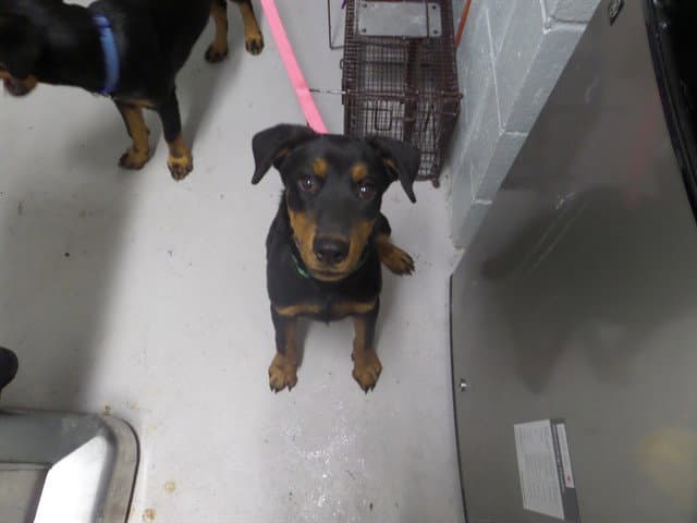 Brute - Rottweiler