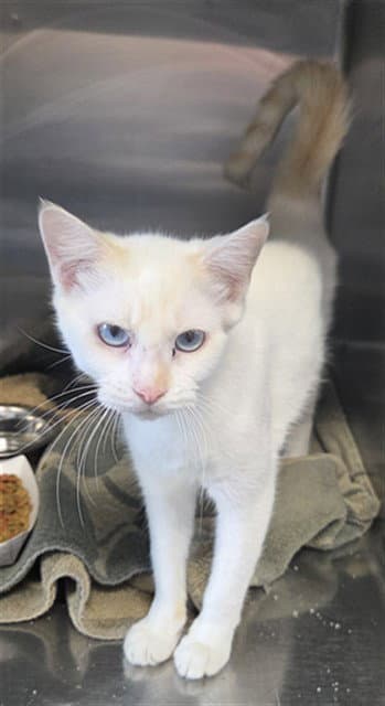 Felicity - Siamese