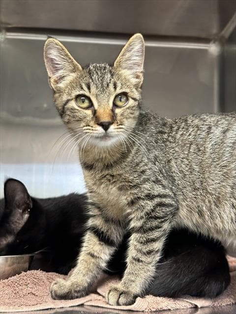 Jackie - Domestic Short Hair