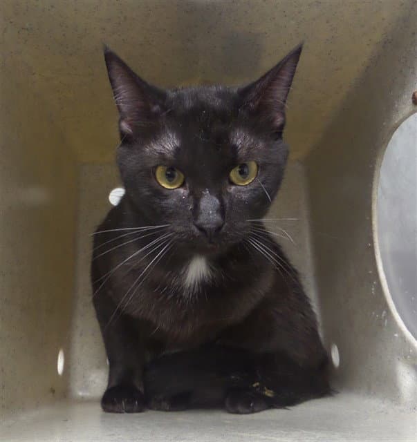 Coal - Domestic Short Hair
