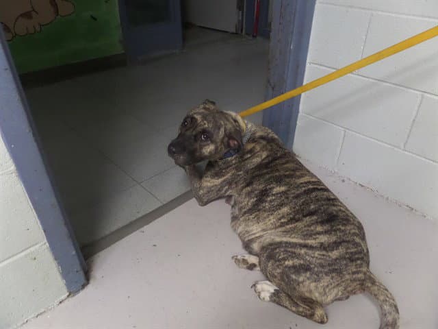 Miranda - Pit Bull Terrier