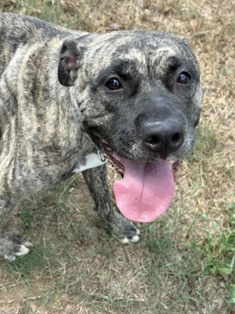 Miranda - Pit Bull Terrier