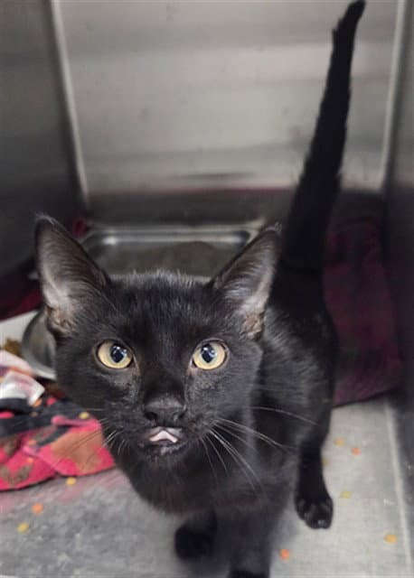 Cinder - Domestic Short Hair