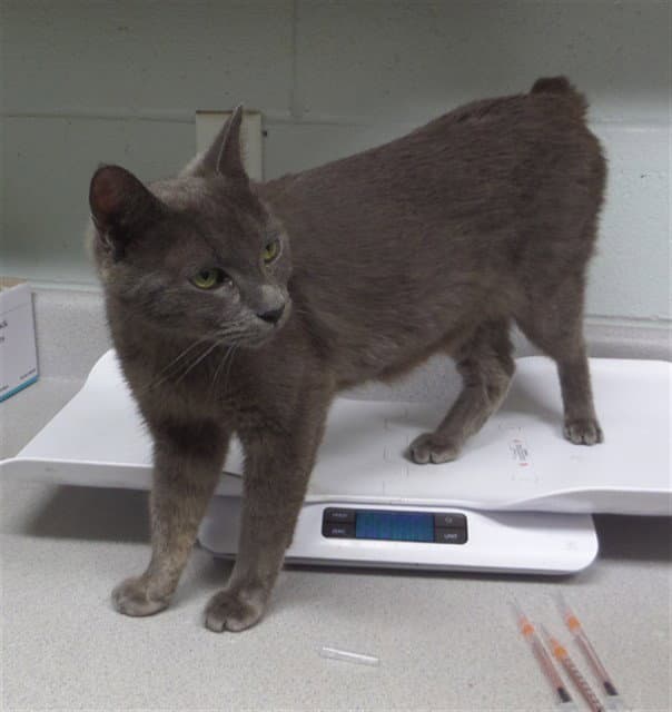 Kt - Domestic Short Hair