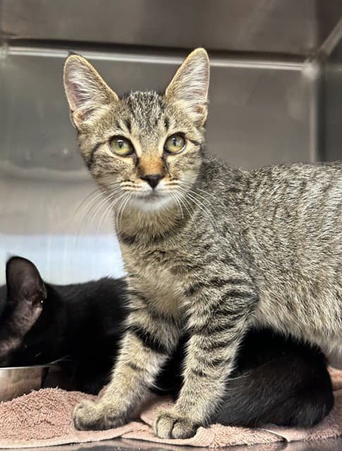 Jackie - Domestic Short Hair