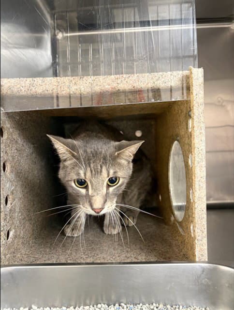 Angus - Domestic Short Hair