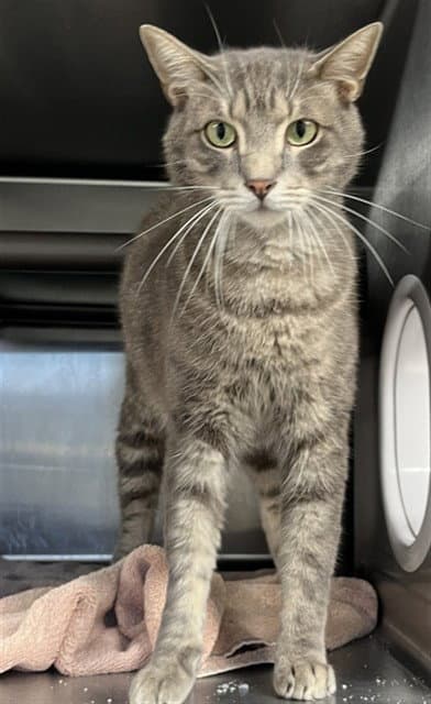 Angus - Domestic Short Hair